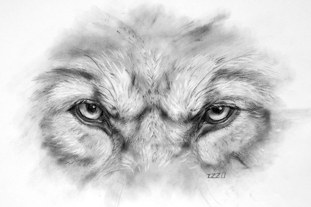 «Eyes» dessin d’yeux de loup à la mine de plomb